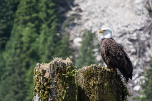 Eagle at Indian River