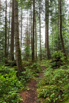Twin Island forest trail